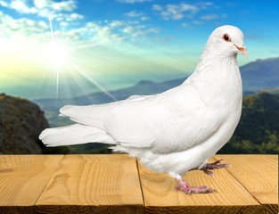 Love, white, pigeon.