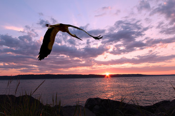 sunset
