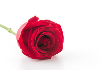 red rose isolated on white background