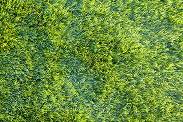 Green grass background