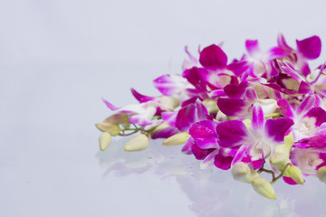 Orchid purple.