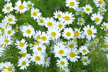 White flowers of a camomile