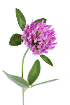 Red clover on white background