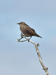 Common Starling (Sturnus vulgaris)