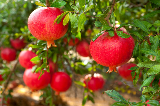 Fototapeta Ripe pomegranate fruit on tree branch