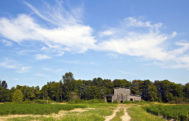 Obraz premium Old barn