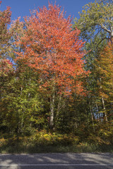 Falls colors on a random street in Michigan