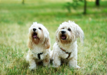 Bichon bolognese dog in geen