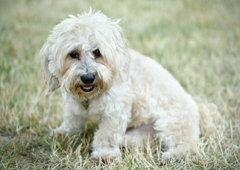 Bichon bolognese dog in geen