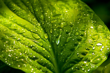 green leaf with dew