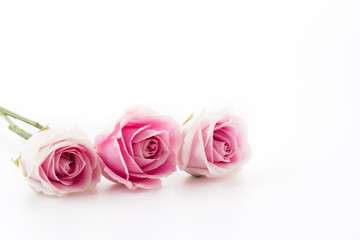 white and pink rose isolated on white background