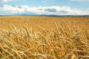 Field of wheat ears
