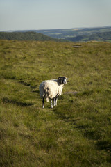 Fototapeta premium A sheep in the Peak District, UK
