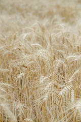 Ears of rye in the field