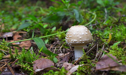Mushrooms in the wood