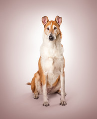 Smooth collie on a pink background
