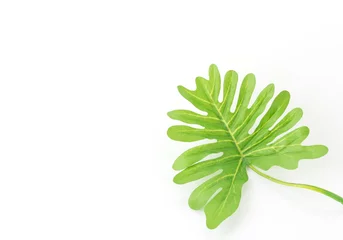 Zelfklevend Fotobehang Monstera leaf