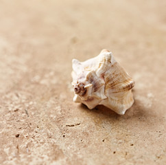 Seashell on a stone surface