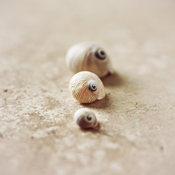 Seashells on a stone surface
