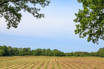 Glimpse on a mown hayfield