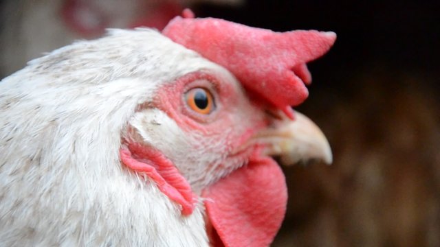 Closeup of a hen's head on the farm