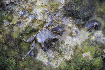European Green Crab 2