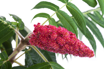 Red flower of the staghorn sumac