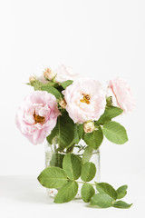 Park pink roses in the vase on the white background