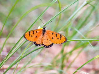 Fototapeta na wymiar Butterfly Orange Black find nectar on flower of grass. The backg