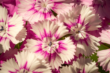 Wild carnation pink flowers. Macro photo with selective focus