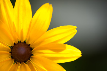 Close up of Rudbeckia hirta flower, Asteraceae spp, kwnon as Black-eyed Susan.