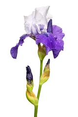 Foto op Plexiglas Iris blauwe en witte irisbloem die op witte achtergrond wordt geïsoleerd