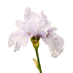 witte irisbloem die op witte achtergrond wordt geïsoleerd