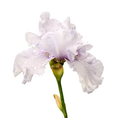 Afwasbaar Fotobehang Iris witte irisbloem die op witte achtergrond wordt geïsoleerd