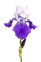 Foto op Plexiglas blauwe en witte irisbloem die op witte achtergrond wordt geïsoleerd © elen31