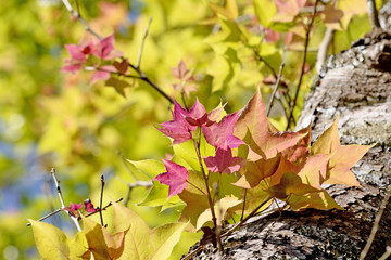 Maple tree in red
