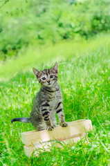 small gray kitten in wooden box, on the grass, outdoor