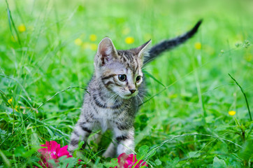 small gray kitten on the grass, outdoor