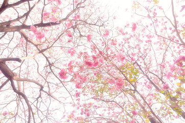 Fototapety  różowy kwiat na niebie
