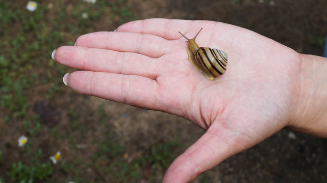 Snail on a palm