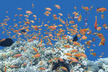 Fototapeta na wymiar coral reef with shoal of fishes Anthias in tropical sea, underwater