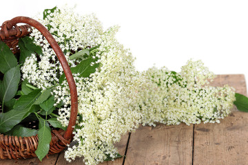 Korb mit Holunderblüten