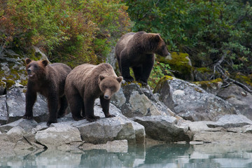 bear family