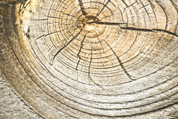 Naklejka premium Wooden surface with knot texture.