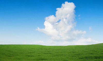 Obraz na płótnie Canvas Field and blue sky.