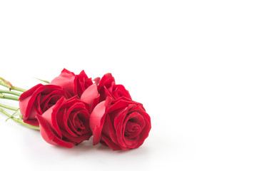 red rose isolated on white background