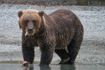 Naklejka na ściany i meble grizzly bear eating salmon on the shoreline of a glacial lake in alaska