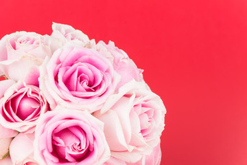 Fototapeta premium pink and white rose on red background