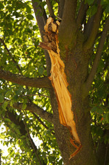 Sturmschaden mit abgebrochenem Ast an einem großen Baum nach einem starken Gewittersturm Unwetterschäden