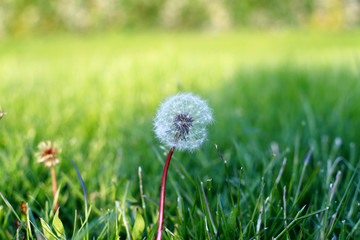 Dandelion with the seeds on the green background